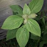 Acalypha alopecuroidea Blatt