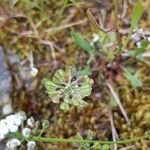 Teesdalia nudicaulis Fruit