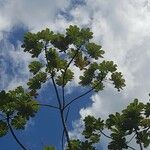 Cecropia schreberiana Hoja