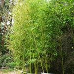 Phyllostachys sulphurea Hábito