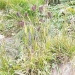Phleum alpinum Habitat