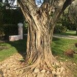 Ficus benjamina Кора