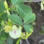 Macrotyloma axillare Flower