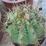 Leucostele terscheckii Celota