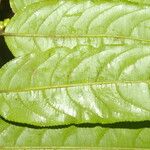 Casearia arborea Hoja