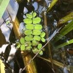 Salvinia natans Leaf