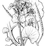 Cardamine asarifolia Mosusu