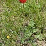 Tulipa planifolia Tabia
