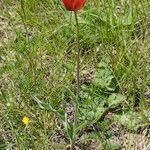 Tulipa planifolia Vekstform