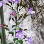 Clinopodium nepeta Flower