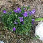 Campanula portenschlagianaبرگ