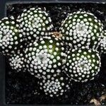 Mammillaria luethyi Hábito