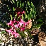 Hyacinthus orientalisЦвят