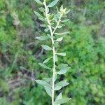 Baccharis dracunculifolia Foglia