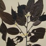 Guatteria foliosa Otro