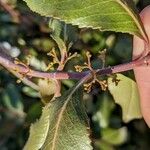 Catha edulis Flower