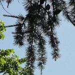 Larix occidentalis Leaf