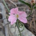 Convolvulus cantabricaफूल