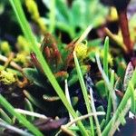 Gentianella hirculus Hoja