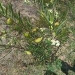 Gomphocarpus fruticosus Plante entière