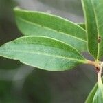 Agarista salicifolia Hoja