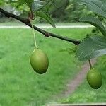 Prunus brigantina Плід