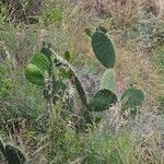 Opuntia littoralis List