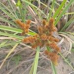 Cyperus ligularis Flor