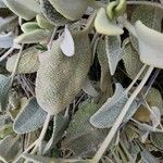 Phlomis olivieri Leaf