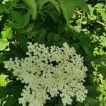 Sambucus nigraКветка