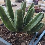 Stapelia grandiflora Leaf