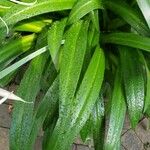 Hymenocallis littoralis Leaf