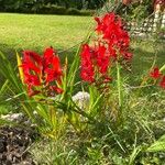 Crocosmia x crocosmiiflora Flor