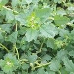 Atriplex rosea Leaf