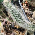 Austrocylindropuntia vestita 葉