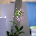 Saponaria officinalis Cvet
