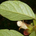 Drymonia alloplectoides Λουλούδι