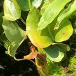 Nepenthes truncata عادت داشتن