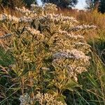 Eupatorium serotinum عادت داشتن