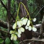 Diploclisia glaucescens Fruit