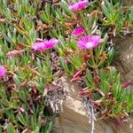 Carpobrotus edulisFlower