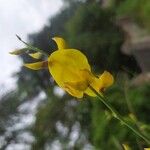 Genista aetnensis Flower