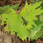 Petasites frigidus Blatt