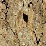 Bobgunnia fistuloides Corteza