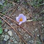 Crocus imperati Цвят