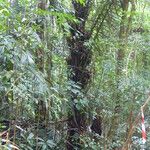 Oenocarpus bataua Bark