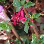 Fuchsia microphylla Λουλούδι