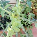Sonchus oleraceus Leaf