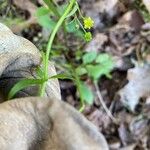 Ranunculus abortivus Feuille