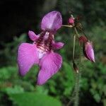 Impatiens palpebrata Flower